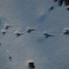 Bird tracks in snow.