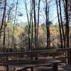 View of woods in fall from the birding platform.