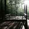 Birding platform surrounded by trees in summer.