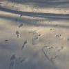 Snowshoe tracks.