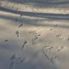 Snowshoe tracks.