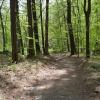 A path leading through woods in summer.