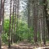 A path in the woods lined with tall, sparse fir trees.