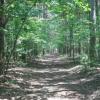 A path in the woods lined with trees.