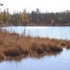 Bank of a lake lined with fir trees.