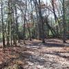 A path in the woods lined with trees.