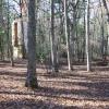 A path in the woods passes by a wooden climbing wall.