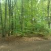 View 1 of two large green tents on platforms at the White Pine tent site surrounded by greenery.