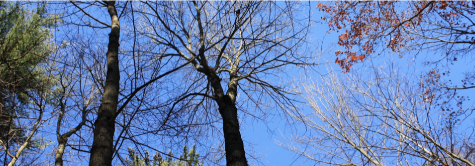 The tops of trees in winter against a blue sky.