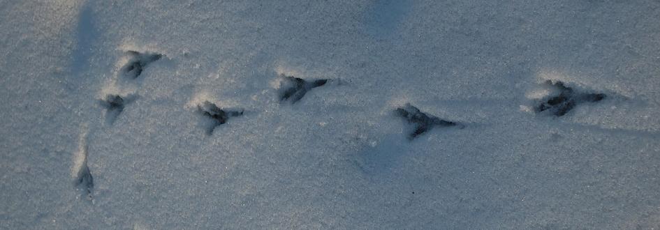 Bird tracks in snow.