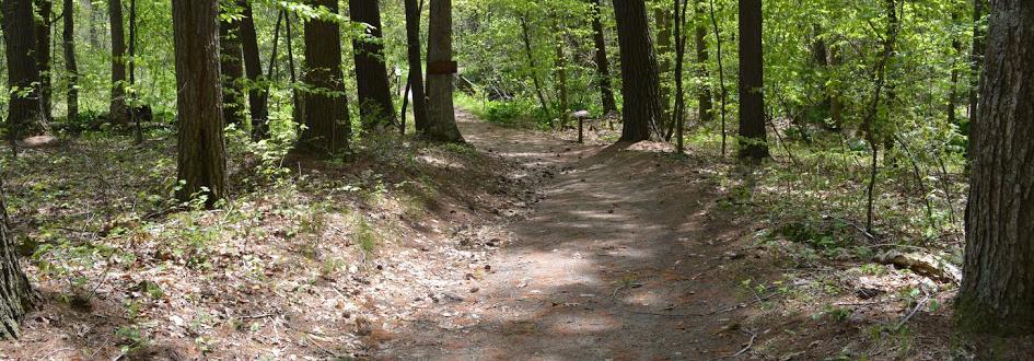 A dirt path winds through a green forest.