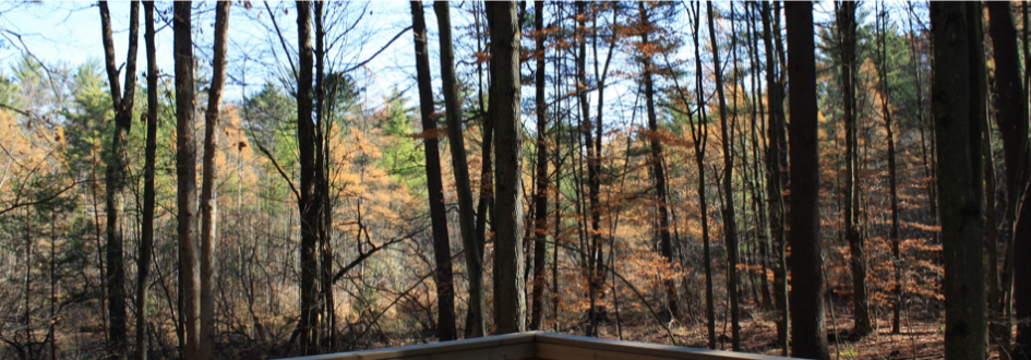 A wooded area in the fall.