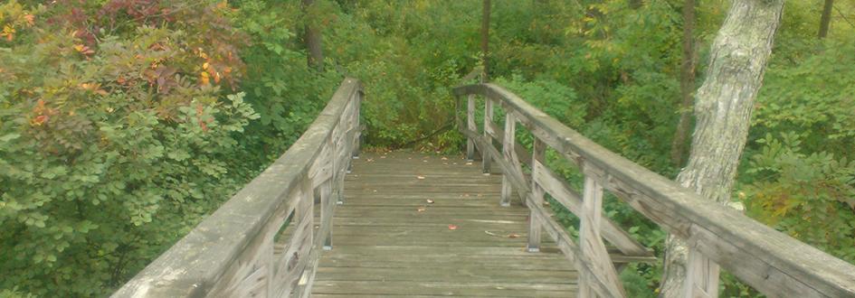 A wooden bridge surrounded by green trees.