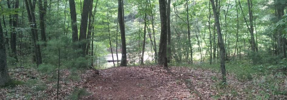 A dirt path winds through a green forest.